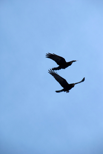 Two crows flying on top of each other