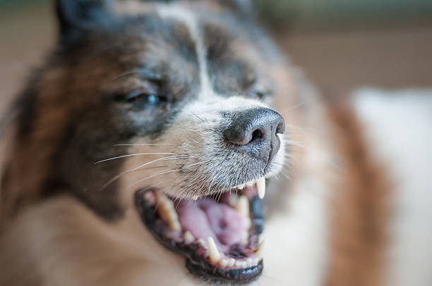 istock Happy smiling dog looking up . 494475646