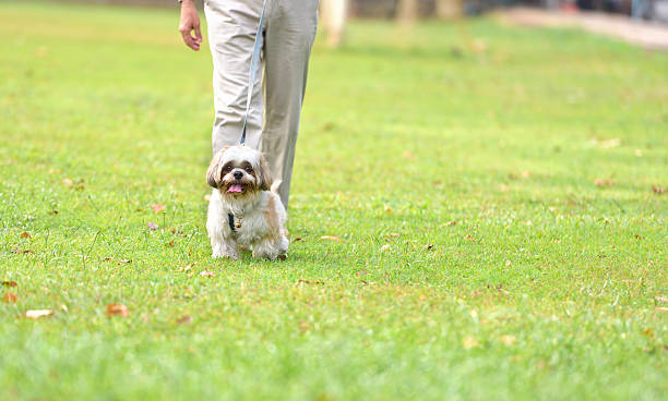 istock Man and dog on the grass 494476646