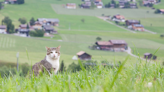 Cat sitting in a large green field, Switzerland