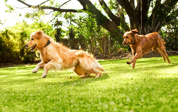 istock Dogs running in field 494477338