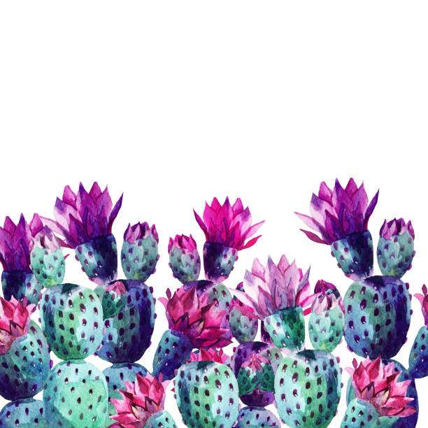 illustrations, cliparts, dessins animés et icônes de cactus aquarelle - prickly pear fruit illustrations