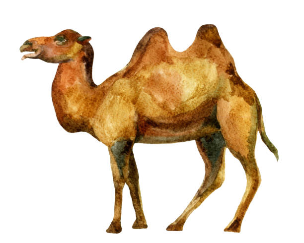 illustrations, cliparts, dessins animés et icônes de aquarelle camel - two humped camel