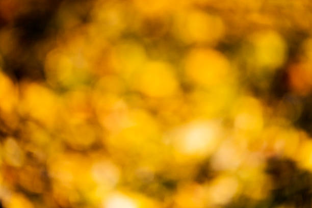 istock golden orange autumn background blur bokeh, defocusing lens 494478406