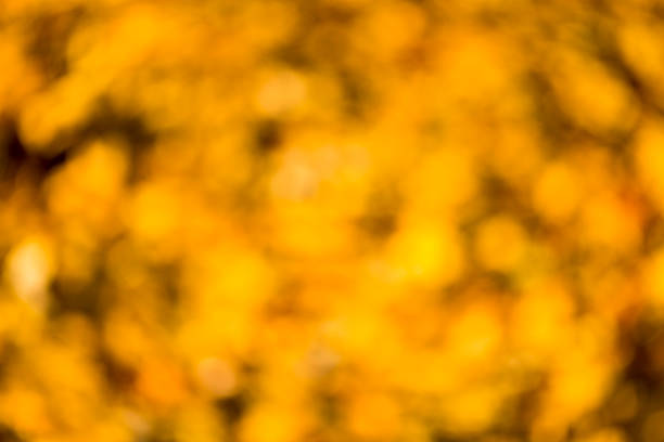 istock golden orange autumn background blur bokeh, defocusing lens 494478564