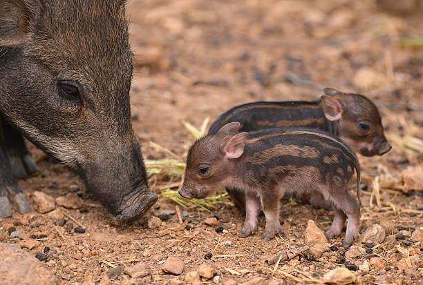 istock baby wild boar 494478637