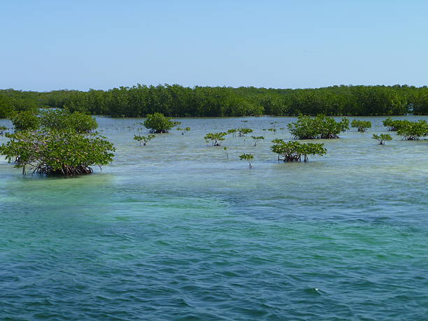 istock Mangrove forests in Cuba 494478759