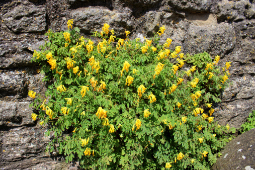 Photo showing a wild corydalis plant growing in a small pocket of soil, on the side of a wall.  The yellow corydalis flowers are in full bloom, being pictured on a sunny day towards the end of spring.  The Latin name for this plant is: Pseudofumaria lutea.