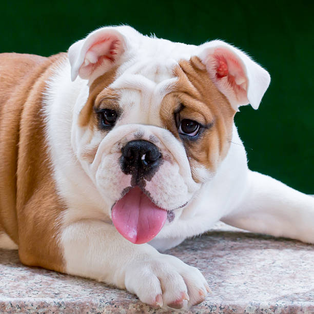 istock english bulldog 494479845