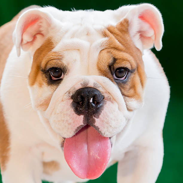 istock english bulldog 494479853