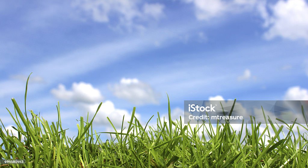 Panorama of blades of grass in green field, blue sky Panoramic photo showing the blades of green lawn grass in a field, pictured from a low point of view with a blue sky in the background, complete with fluffy white clouds drifting by in the distance. Close-up Stock Photo
