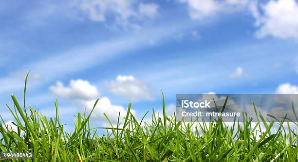 Panorama Of Blades Of Grass In Green Field Blue Sky Stock Photo - Download Image Now