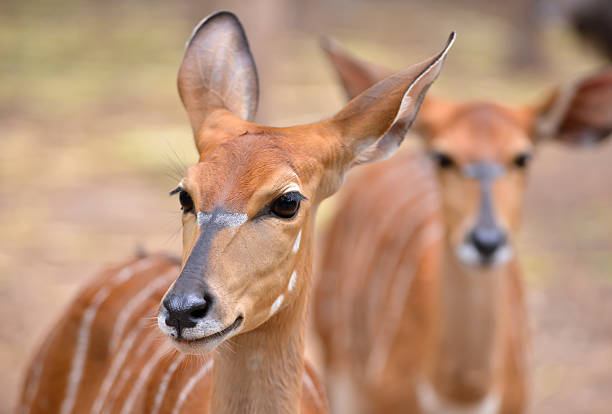 istock close up of female nyala head 494481385