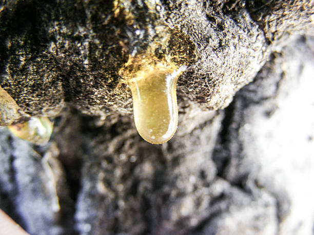 Tears of a wood - resin a honey-like resin gush out from the tree rosin stock pictures, royalty-free photos & images