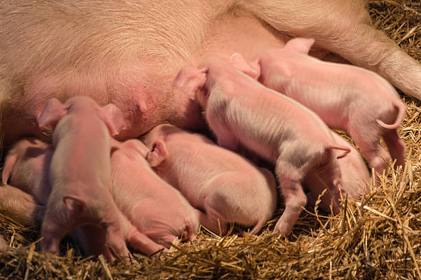 istock Pigs and piglets on the farm 494481729