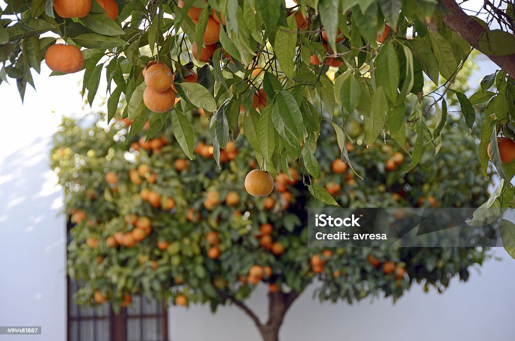 Orange Tree, Spain Orange Tree in Andalicua, Spain Seville Stock Photo