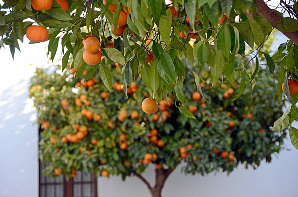 Orange Tree, Spain Orange Tree in Andalicua, Spain carmona stock pictures, royalty-free photos & images
