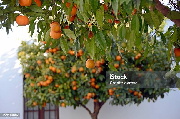 Orange Tree Spain Stock Photo - Download Image Now - Seville, Orange Tree, Spain
