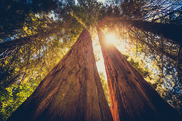 bosque de secoyas y sol a través de las hojas - secoya fotografías e imágenes de stock