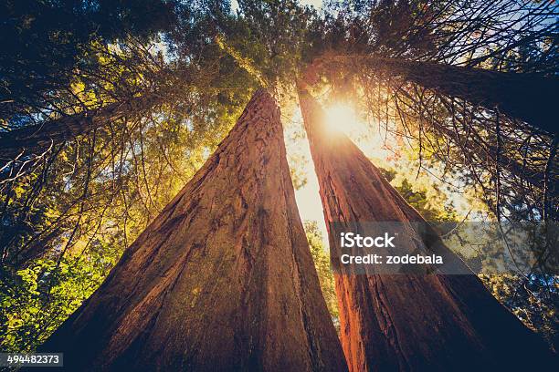 Sequoia Forest And Sun Throught The Leaves Stock Photo - Download Image Now - Sequoia Tree, Tree, Tall - High