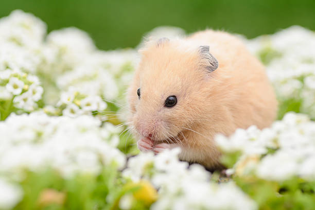 Golden Hamster in white alyssum flower garden.