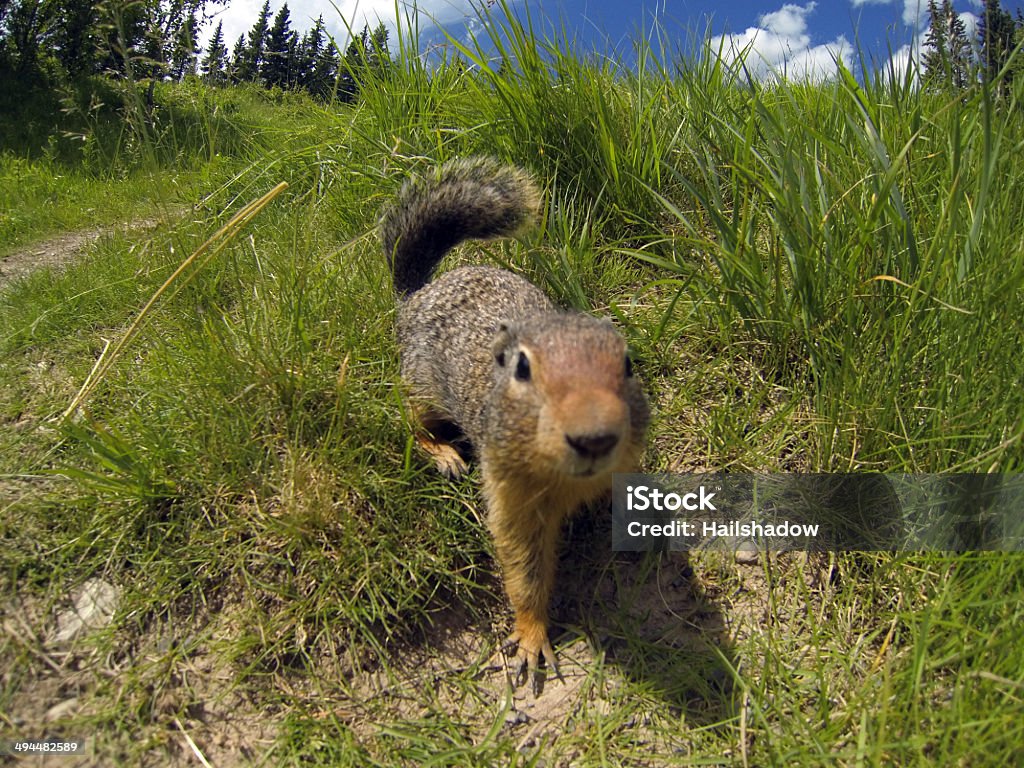 Curious Monax Closeup of a Groundhog in front of its burrow on a meadow. Alertness Stock Photo