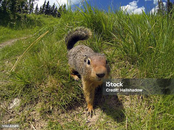 Curious Monax Stock Photo - Download Image Now - Alertness, Animal, Animal Body Part