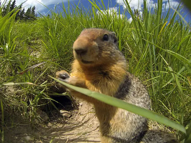 Closeup of a Groundhog in front of its burrow on a meadow.