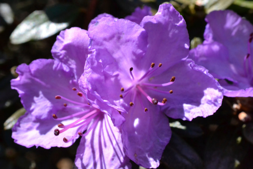 Spring bloom of purple rhododendrons