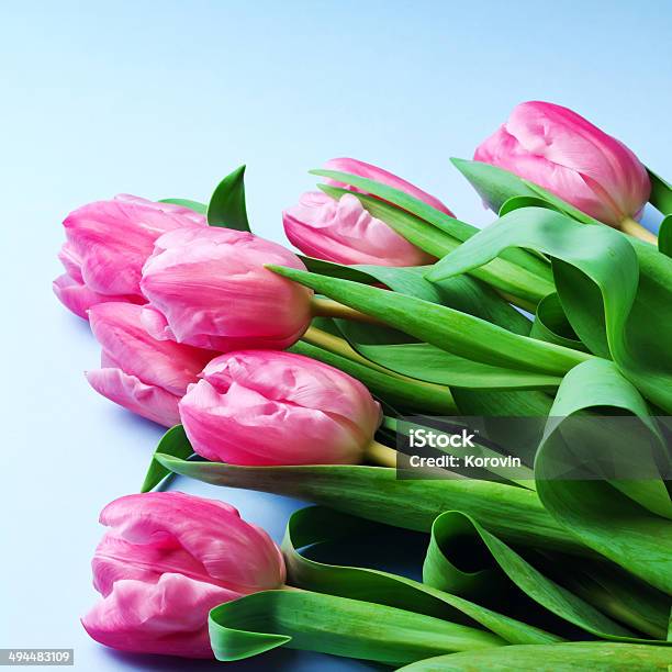 Photo libre de droit de Bouquet De Tulipes Sur Fond Bleu banque d'images et plus d'images libres de droit de Bleu - Bleu, Bouquet formel, Capitule