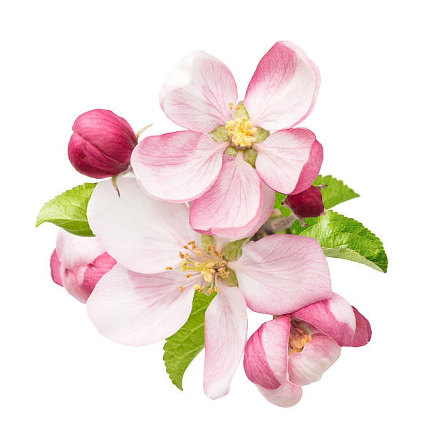 apple tree blossoms with green leaves apple tree blossoms with green leaves isolated on white background apple blossom stock pictures, royalty-free photos & images