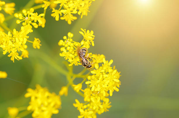 mel abelha na flor amarela - awe fly flower pollen - fotografias e filmes do acervo