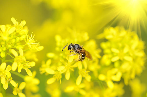 abelha melífera onyellow flor - awe fly flower pollen - fotografias e filmes do acervo