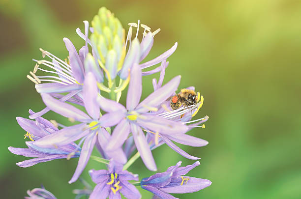 abelha na flor roxa de mel - awe fly flower pollen - fotografias e filmes do acervo