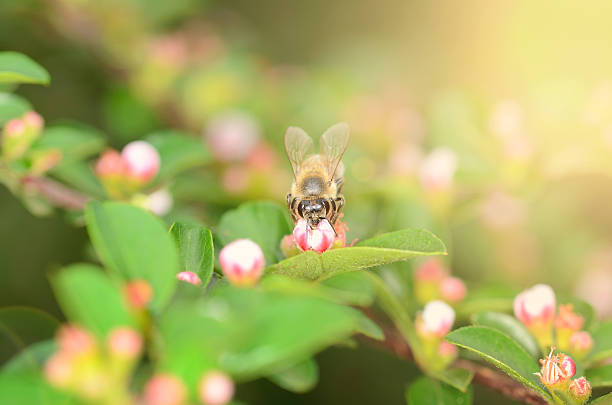 abelha melífera no wildflower - awe fly flower pollen - fotografias e filmes do acervo