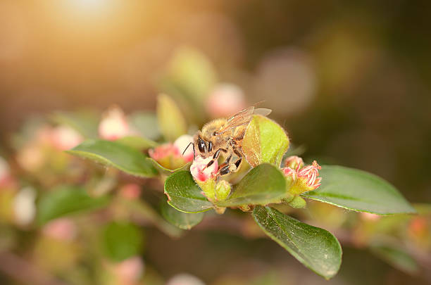 abelha melífera no wildflower - awe fly flower pollen - fotografias e filmes do acervo