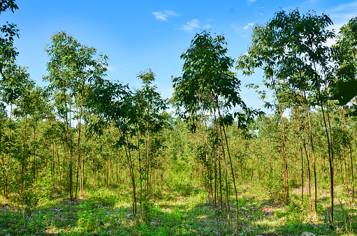 The Plantation of Eucalyptus for paper industry with blue sky