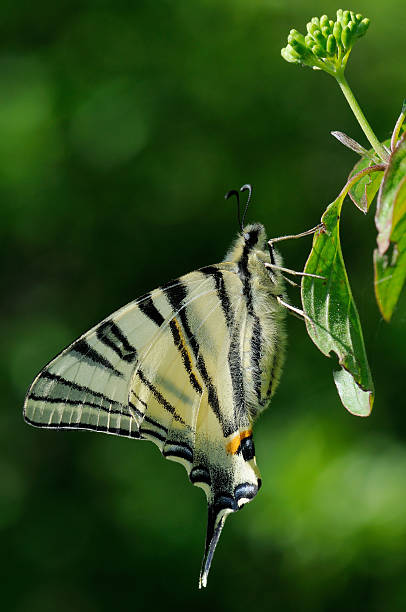 iphiclides podalirius, самка - scarce swallowtail стоковые фото и изображения
