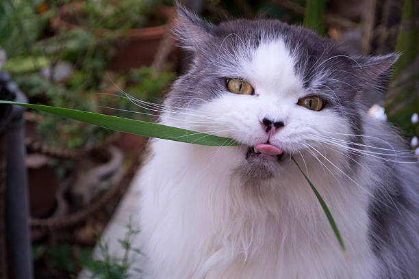 istock the persian cat eat plant 494485065