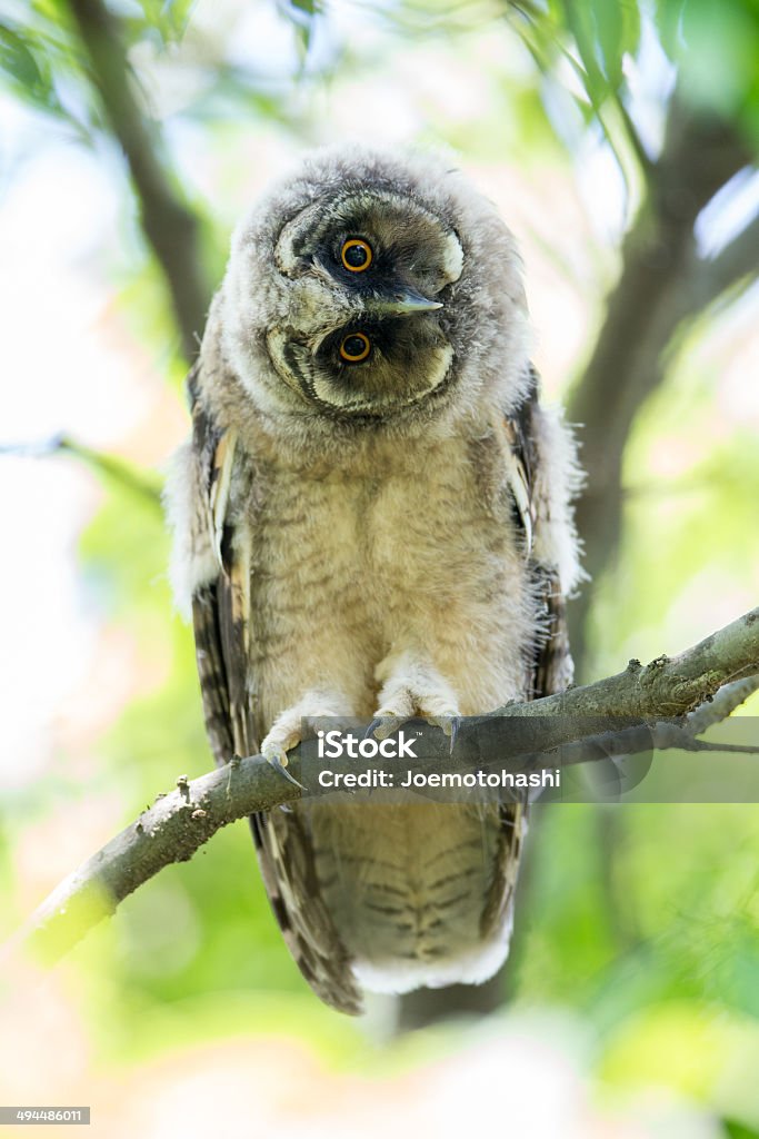 The wonderer A young bird of Long-eared Owl. Bird Stock Photo