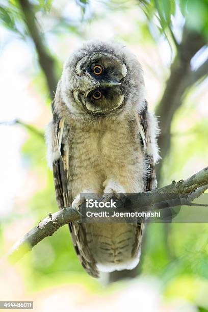 The Wonderer Stock Photo - Download Image Now - Bird, Japan, Nature
