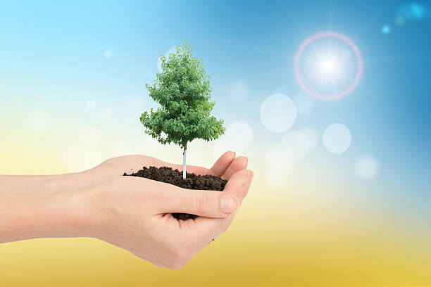 istock Arms holding green tree with mould 494495416