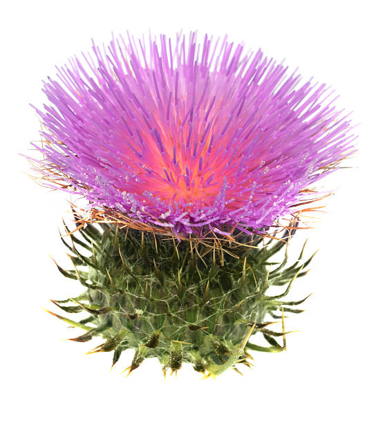 Thistle Milk thistle on the white background Scottish Thistle stock pictures, royalty-free photos & images