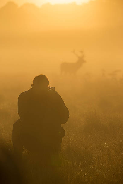 istock Photographer and red deer stag 494497528