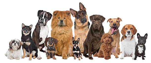 Group of twelve dogs Group of twelve dogs sitting in front of a white background large group of animals photos stock pictures, royalty-free photos & images