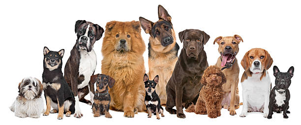 Group of twelve dogs Group of twelve dogs sitting in front of a white background purebred dog stock pictures, royalty-free photos & images