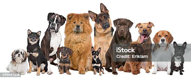 Group Of Twelve Dogs Stock Photo - Download Image Now - Dog, Group Of Animals, White Background