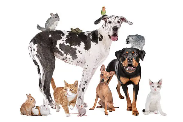 Photo of Pets in front of a white background