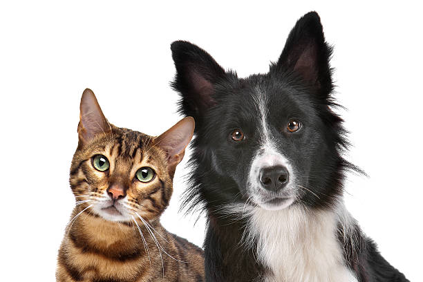 Dog and Cat Close up portrait of dog and cat in front of white background border collie photos stock pictures, royalty-free photos & images