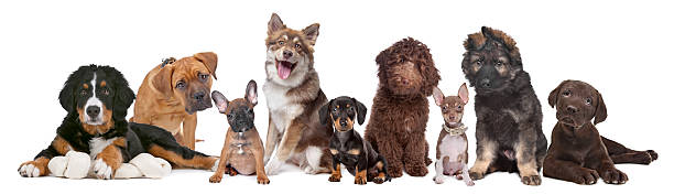grande gruppo di cuccioli - long haired chihuahua mixed breed dog purebred dog long hair foto e immagini stock